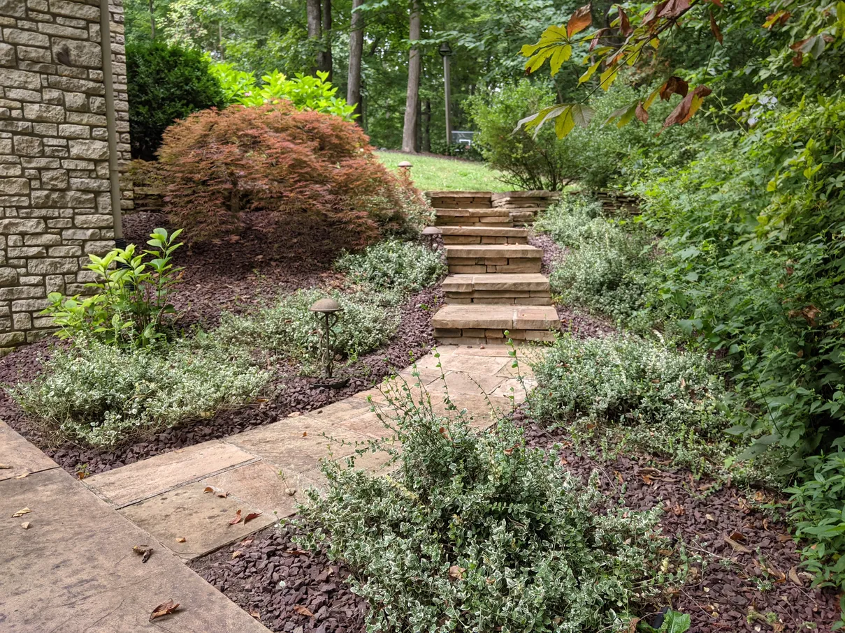 a pathway with steps leading up to a grassy area. on either side of the pathway, there are garden beds with medium sized green shrubs