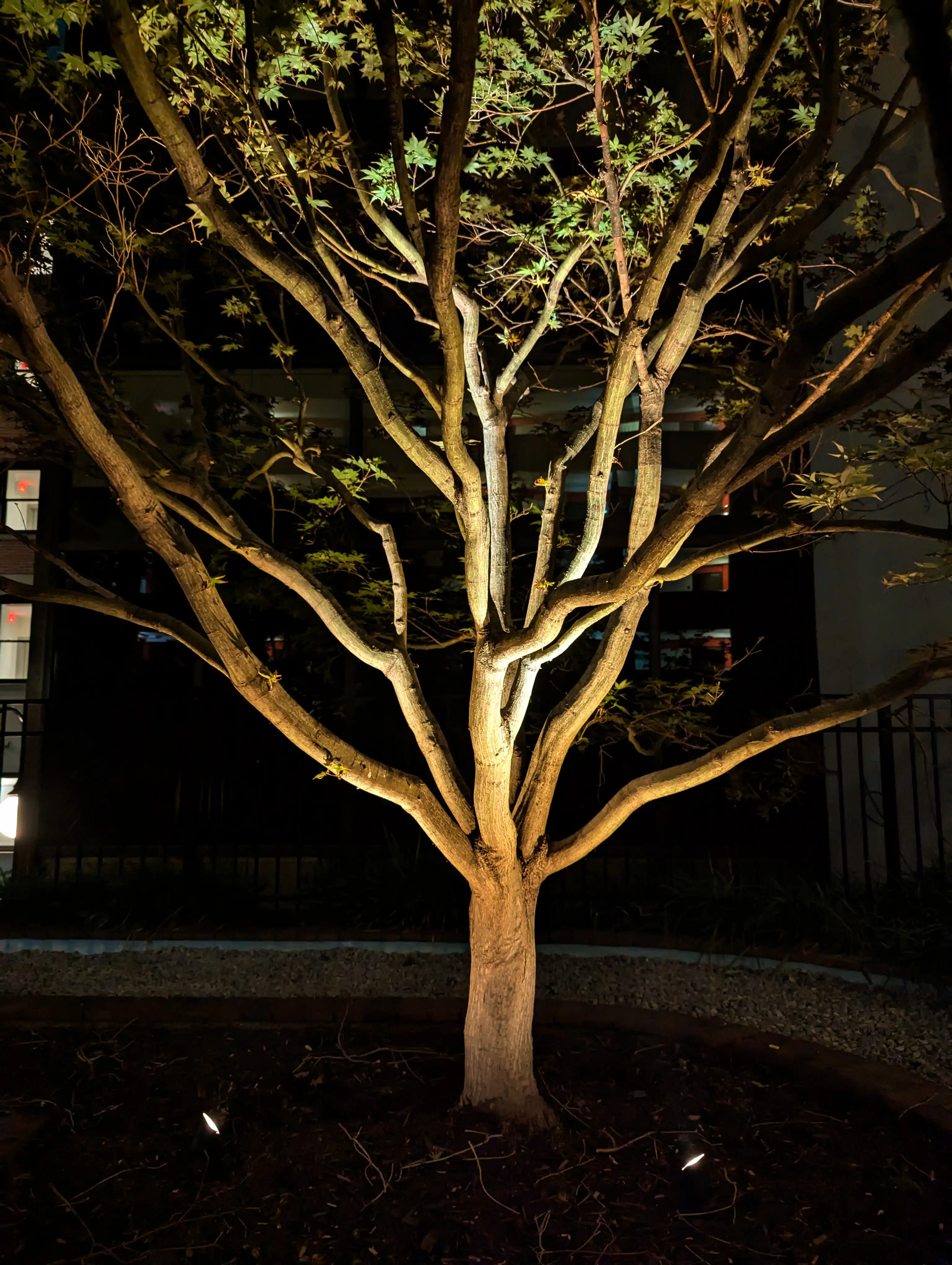 Premium landscape lighting system illuminating specimen plants