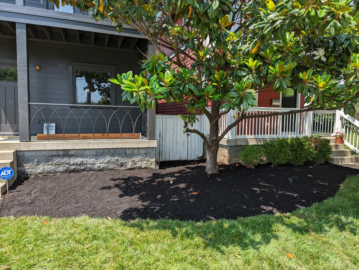 Freshly mulched garden area with young plants