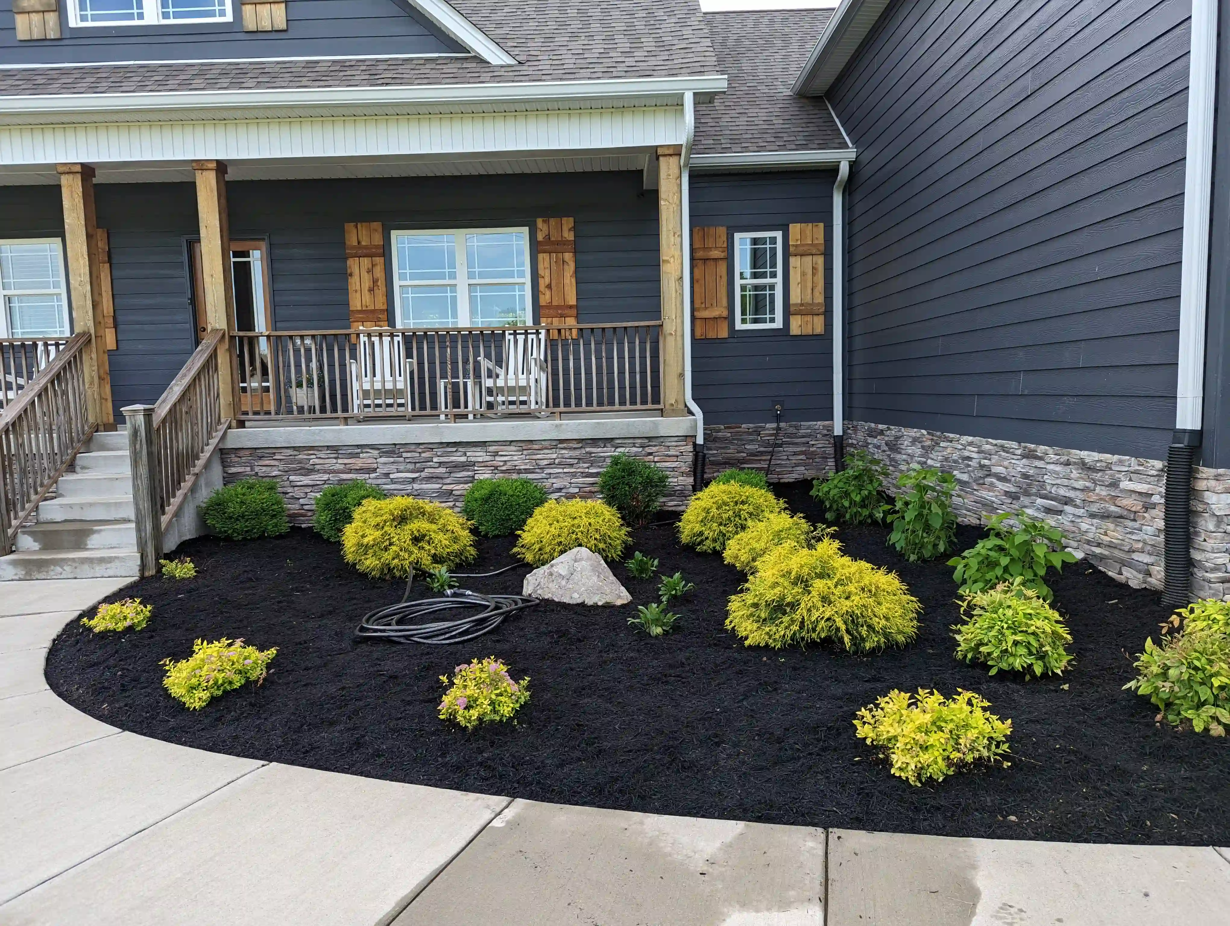 Mulched foundation planting with evergreen shrubs