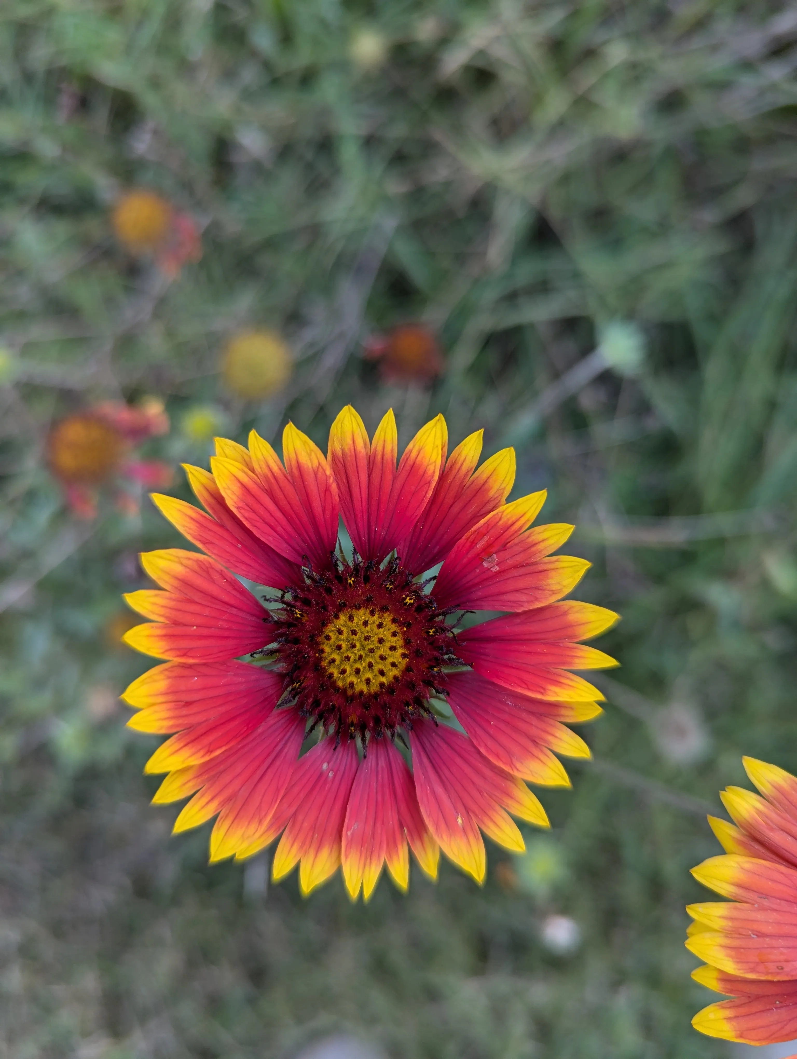 closeup image of a red flower with yellow teps. the center of the flower is also yellow.
