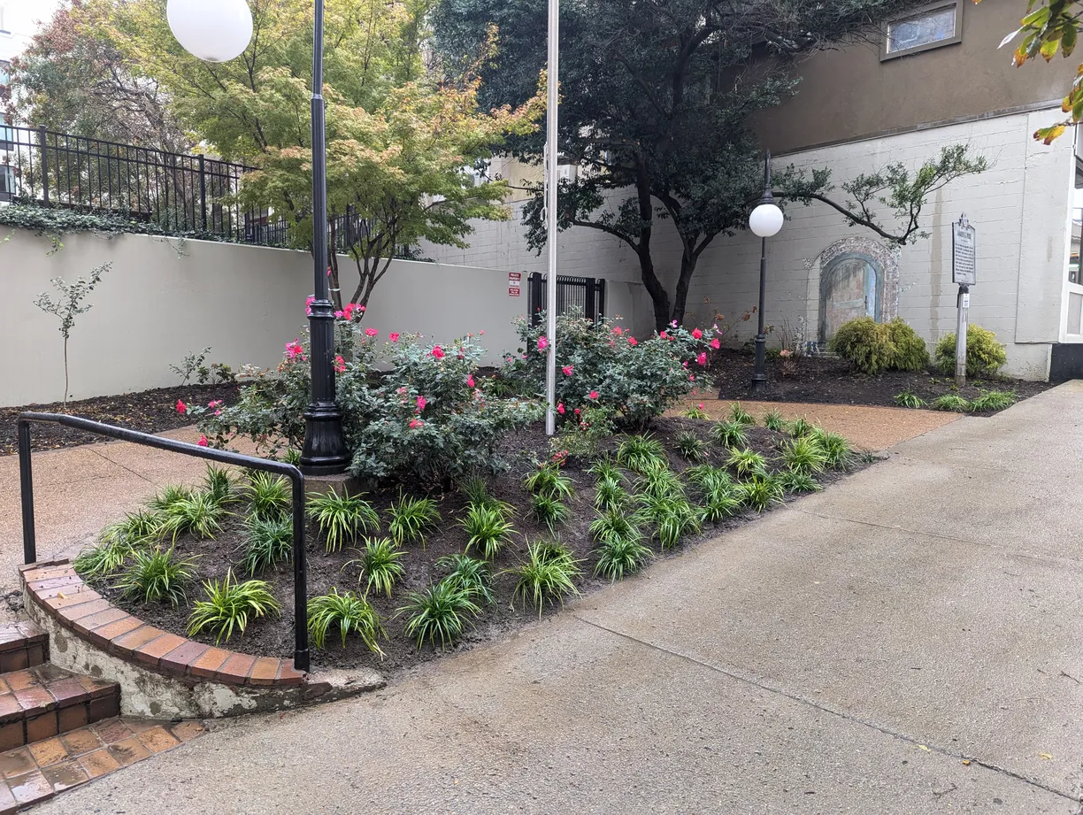 public area mulched and planted with new growth