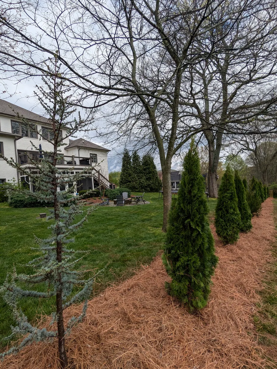 privacy bushes lining the outskirts of a property