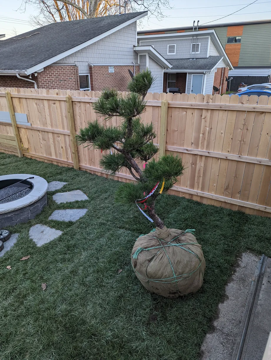 large tree wrapped in burlap ready to be planted