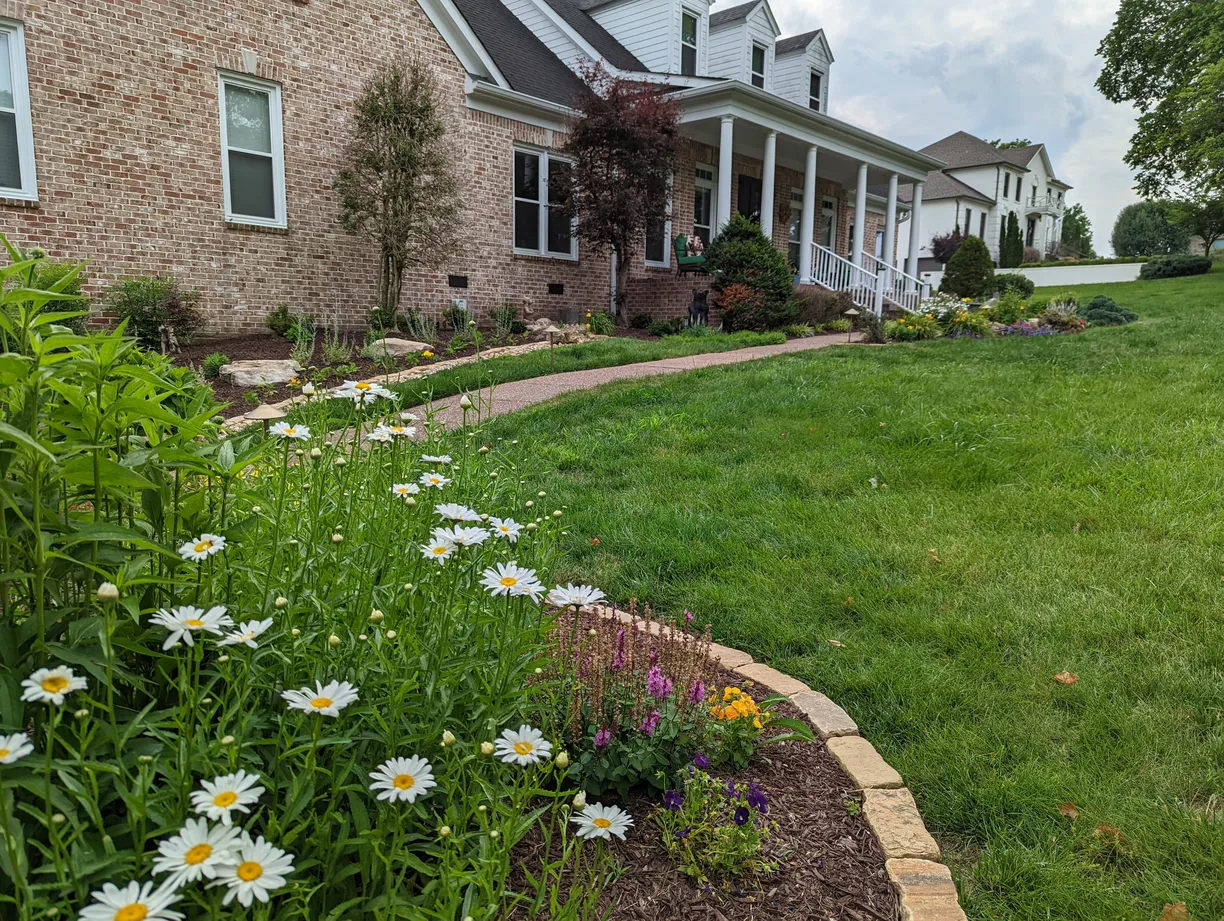 view from a garden bed with native flowers looking up at a suburban home
