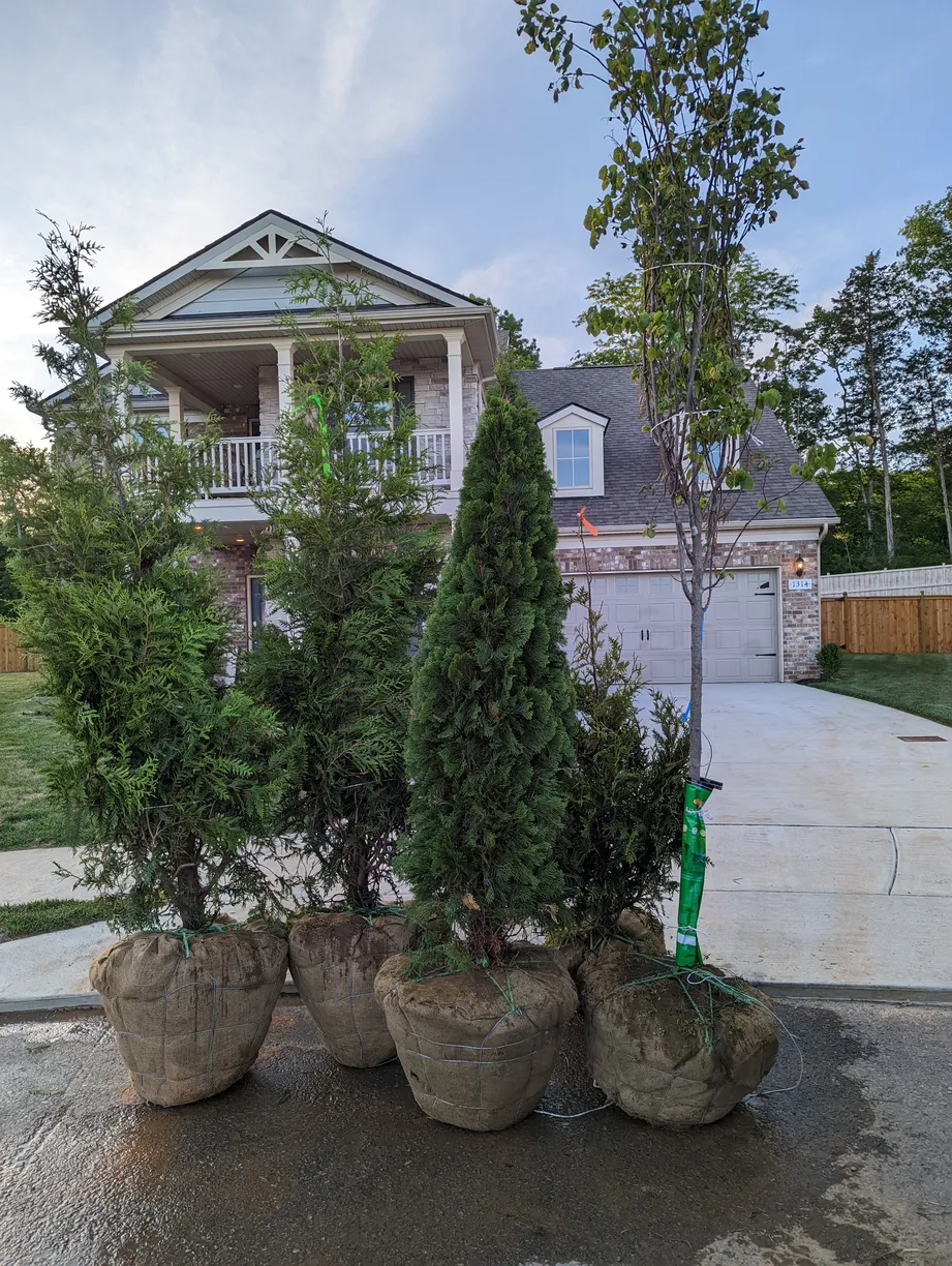 multiple large bushes stacked next to each other ready to be planted