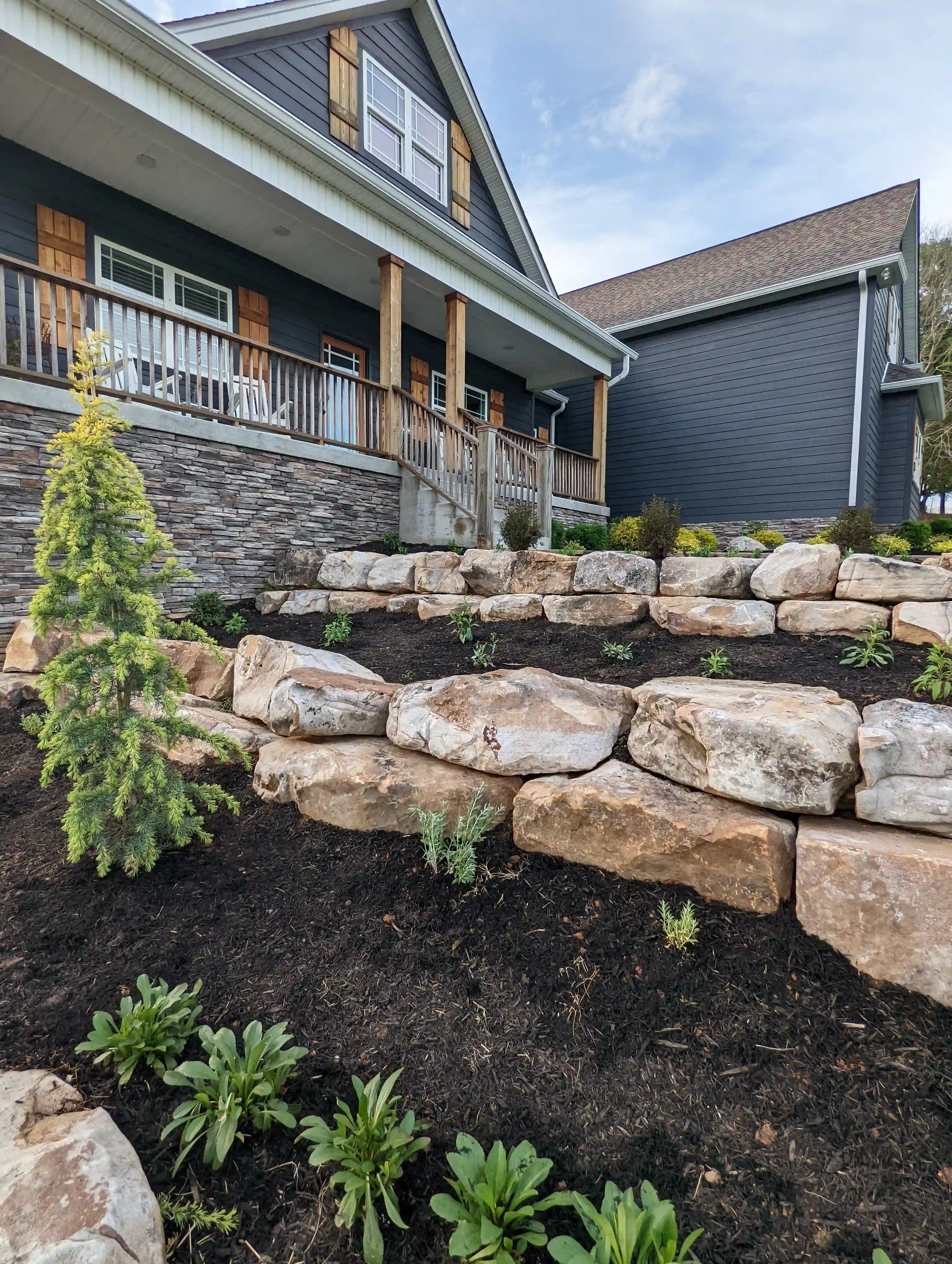 freshly planted green in a dark brown mulch