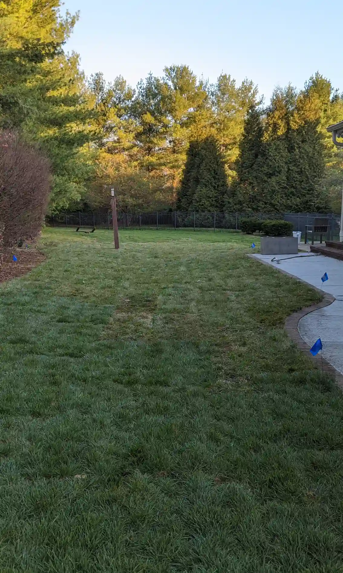 newly installed sod